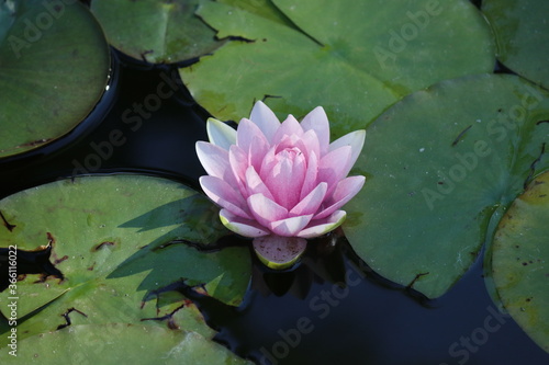 pink water lily