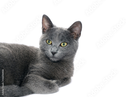 Small gray cat isolated on white.Studio shot	
