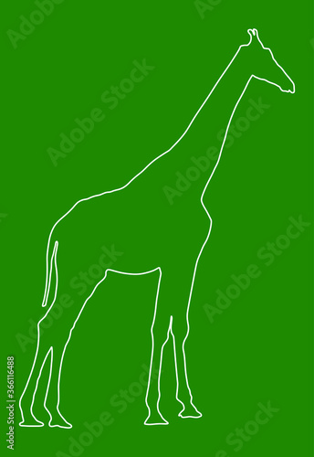 Giraffe line contour vector illustration isolated on background. African animal.  Tallest animal. Safari trip attraction. Big five. Giraffe in standing pose portrait .