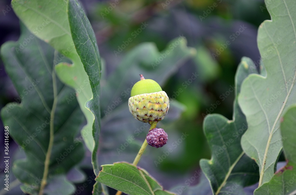 Obraz premium small oak acorn on a branch