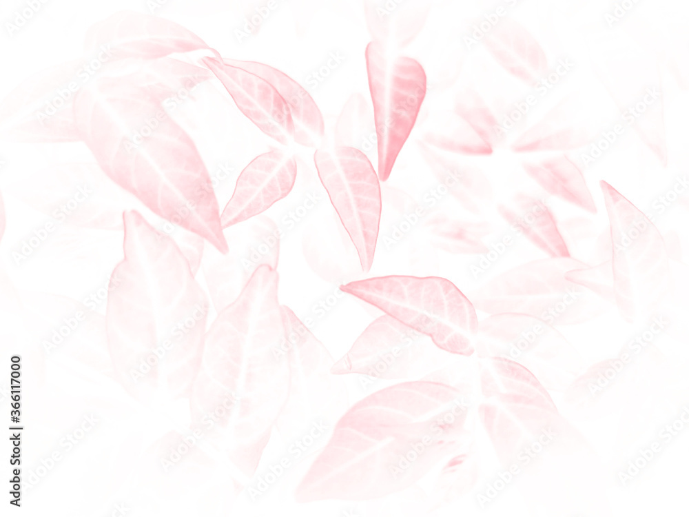 Beautiful abstract color pink flowers on white background and white flower frame and pink leaves texture, pink background, colorful graphics banner happy valentine day 