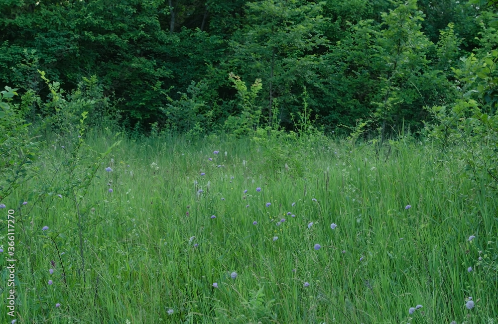 pink flowers among green grass, on a warm summer day pink flowers among green grass, on a warm summer day