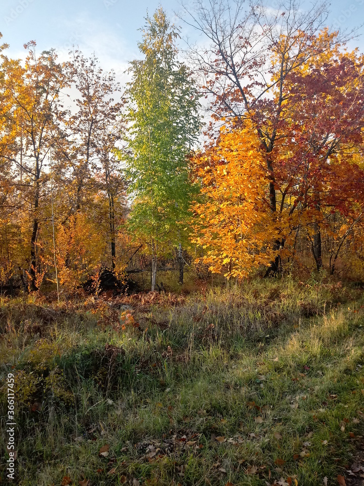 autumn in the forest autumn in the forest