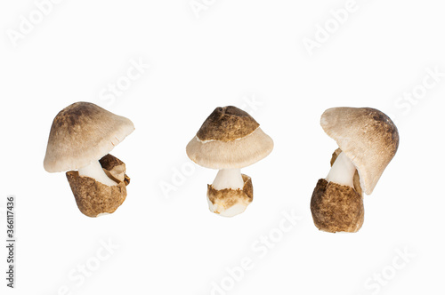 Volvariella volvacea, Straw Mushroom on white background, clipping path included.