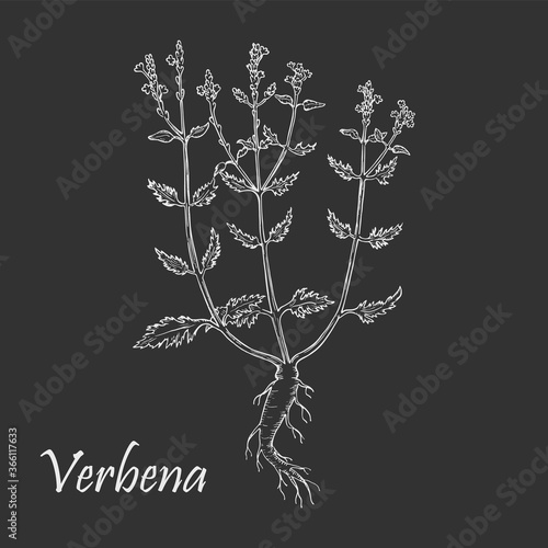 White Chalk Hand Drawn Bush of Verbena