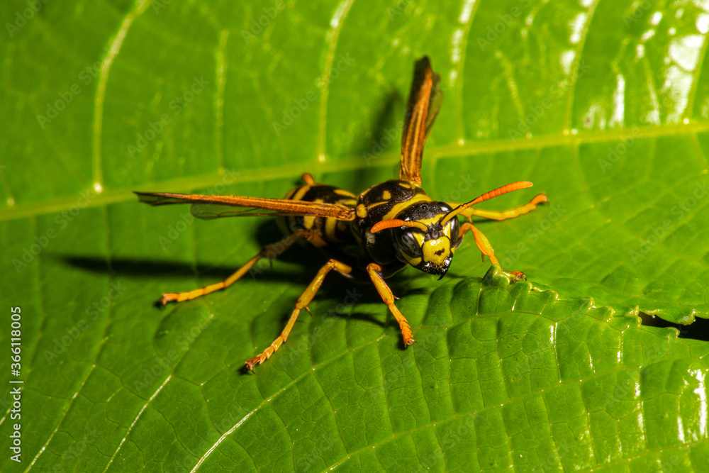 Close-up of Common Yellowjacket (Vespula vulgaris) Close-up of Common Yellowjacket (Vespula vulgaris)