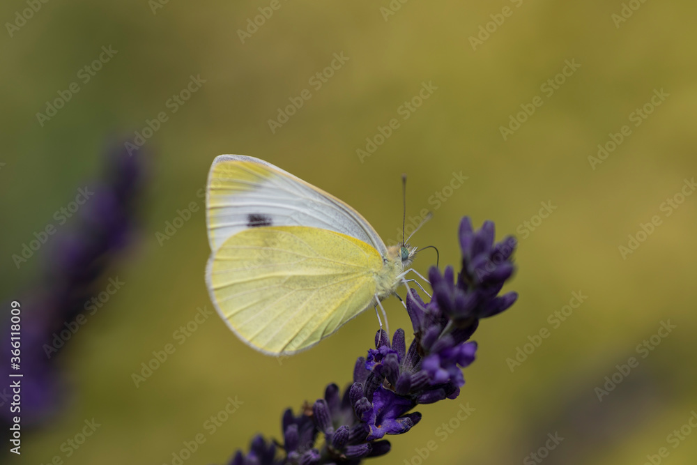 Naklejka premium Falter an Lavendel