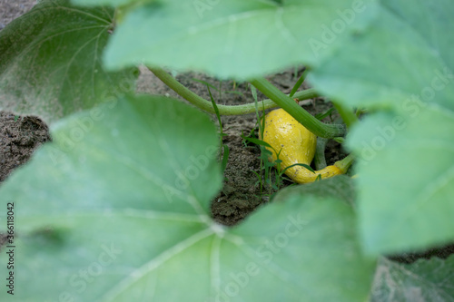 A yellow crookneck squash visible between the leaves in a garden. Yellow Squash are grown on a bushy like plant with large leaves. photo