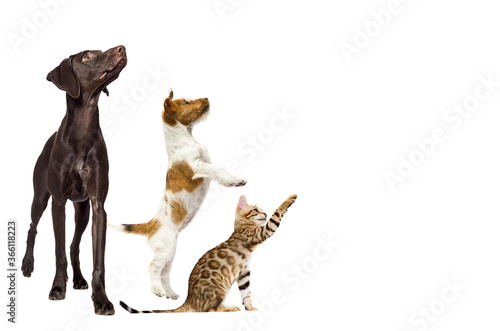 group of animals look sideways
