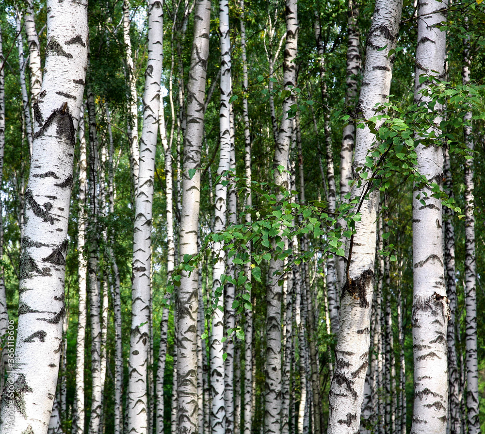 Trunks of young birches in a sunny summer park