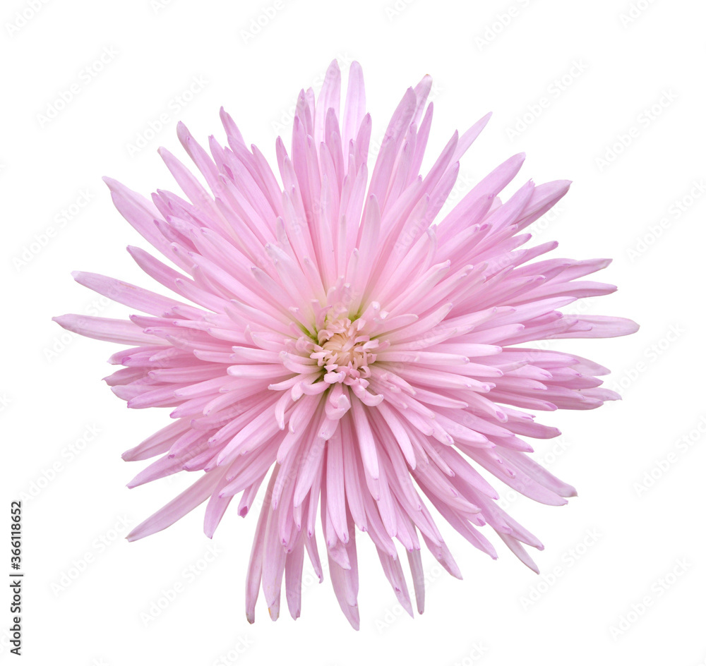 pink chrysanthemum flower isolated on white background