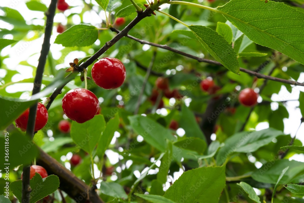 red berries on a branch red berries on a branch