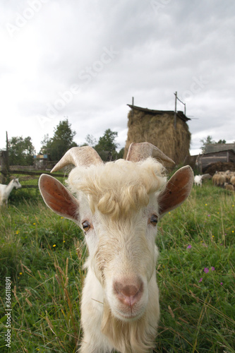 portrait of a goat on a green meadow