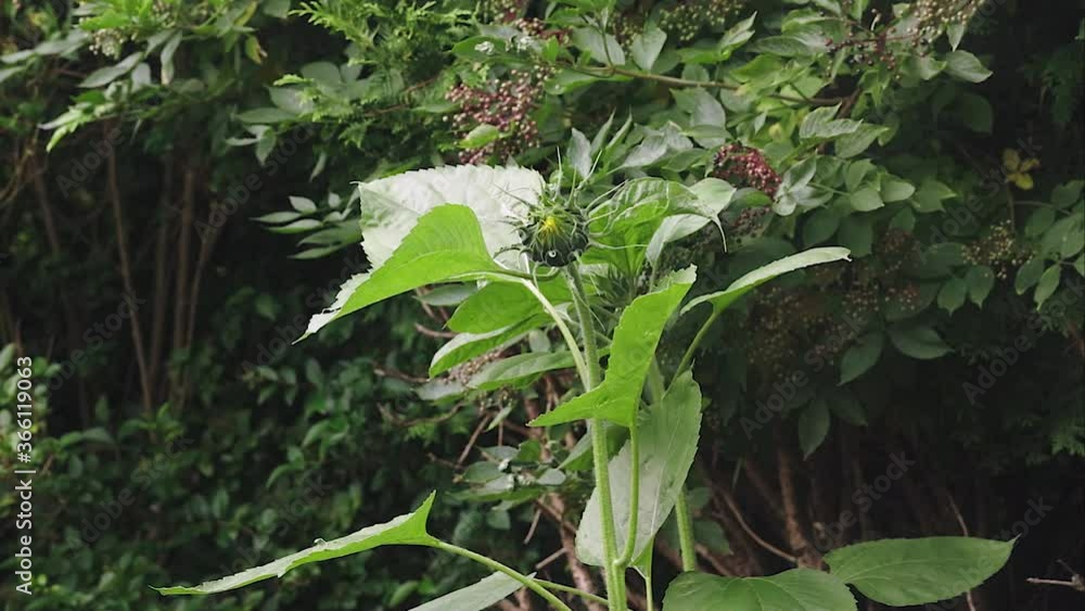 custom made wallpaper toronto digitalCommon sunflower while it's growing 
Sunflower flower during growth