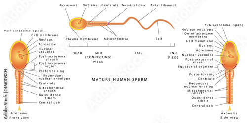 The semen of men. Human Sperm cell Anatomy. Human Sperm cell Anatomy structure of spermatozoon. Male sperm detailed diagram. photo