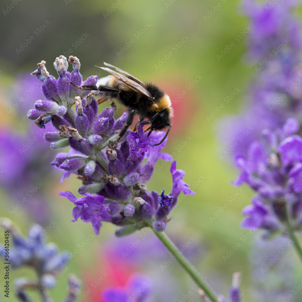White-tailed bumble bee on lavender flowers, United Kingdom White-tailed bumble bee on lavender flowers, United Kingdom
