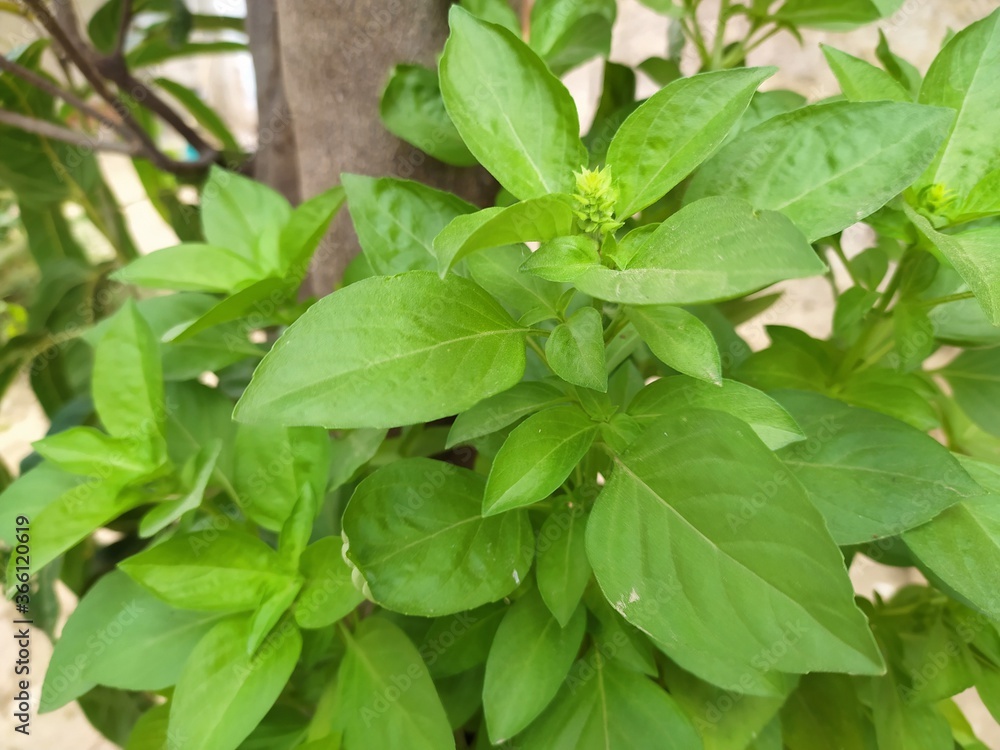 fresh basil leaves fresh basil leaves