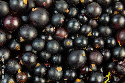 Natural organic black currant background with variety of ripe berries gathered in extreme macro closeup.