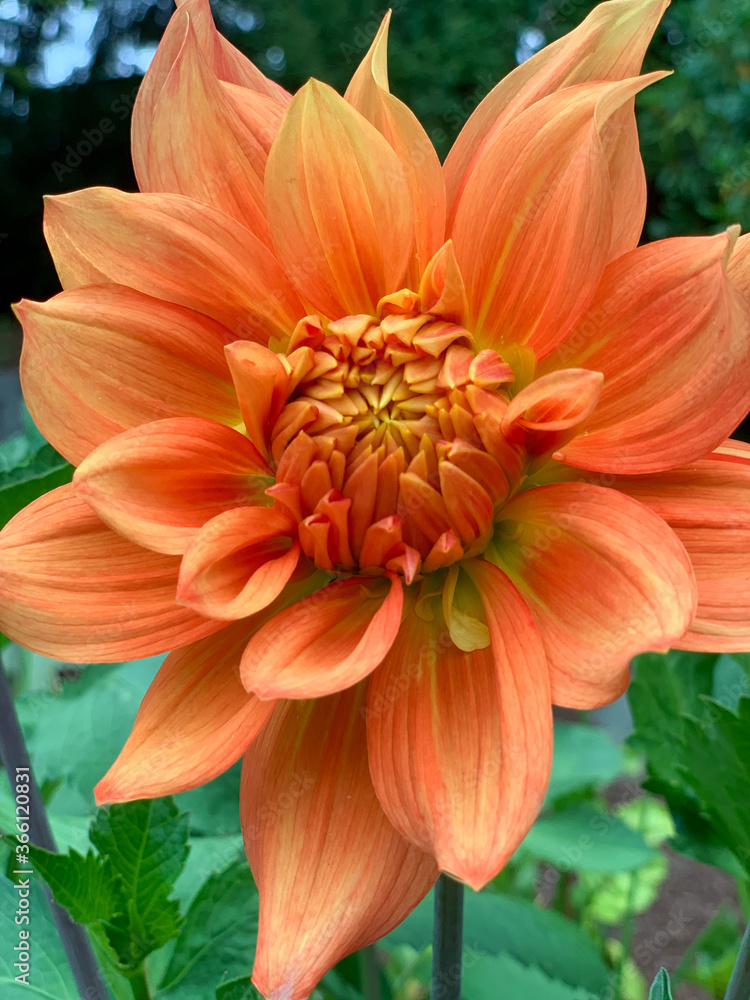 orange dahlia flower in garden orange dahlia flower in garden