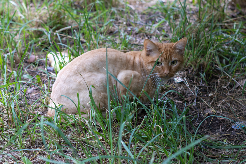 Ginger street stray cat. Beautiful homeless ginger cat. Ginger street stray cat. Beautiful homeless ginger cat.