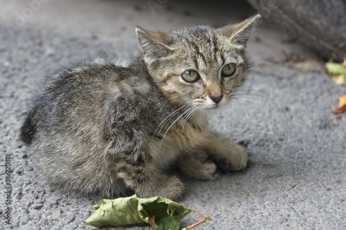 little homeless kitten sitting on the pavement