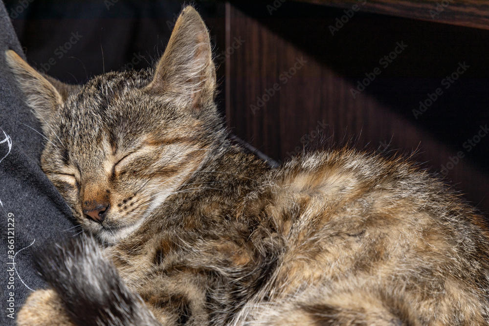 Grey cat having a nap near the owners seat. Grey cat having a nap near the owners seat.