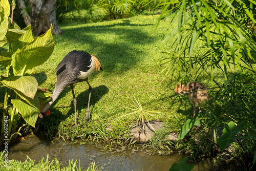 Bali bird park in Sanur photo