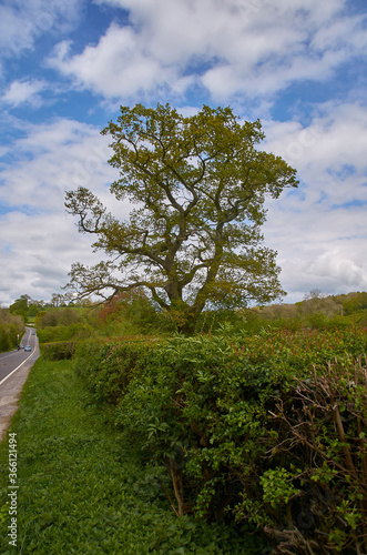 Engels Landschap boom en heg photo