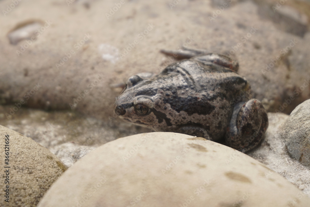 Obraz premium small brown frog on a stone