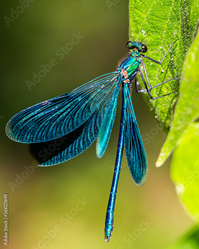 damigella (libellula) blu posata su una foglia verde photo