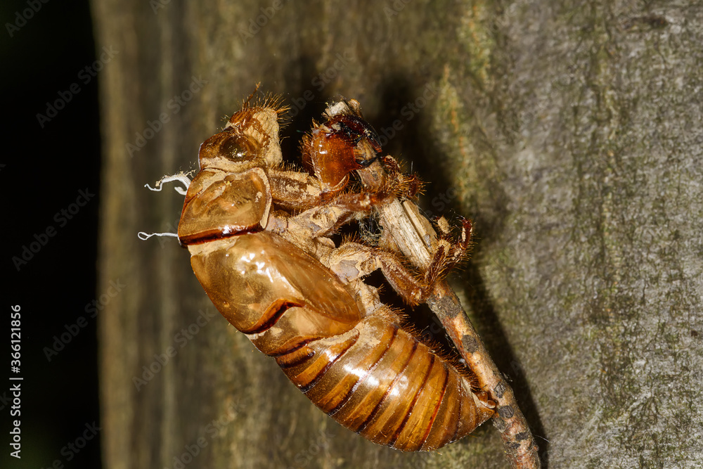 Abandoned cicada shell. Image of an insect shell exoskeleton. Abandoned cicada shell. Image of an insect shell exoskeleton.