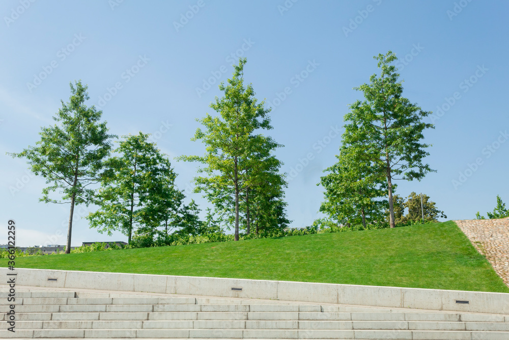 Landscape trees with lawn and path Landscape trees with lawn and path