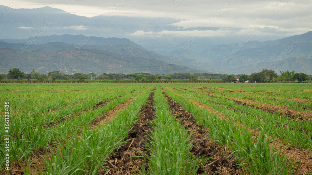 Photograph of sugar cane crops in Valle del Cauca Colombia with the Andes in the background.