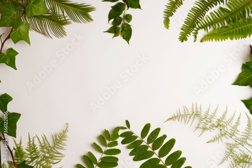 Fototapeta Naklejka Na Ścianę i Meble -  set of green leaves, white background, with free central space. Top view