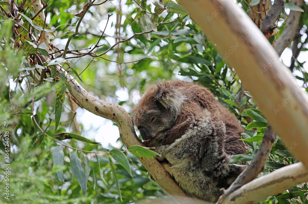 Fototapeta premium Sleeping Koala on the tree - Kennett River, Victoria, Australia
