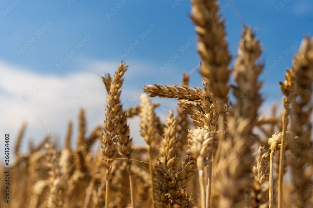 Fototapeta premium Panorama of wheat field. Background of ripening ears of wheat field. Beautiful Nature Landscape. 