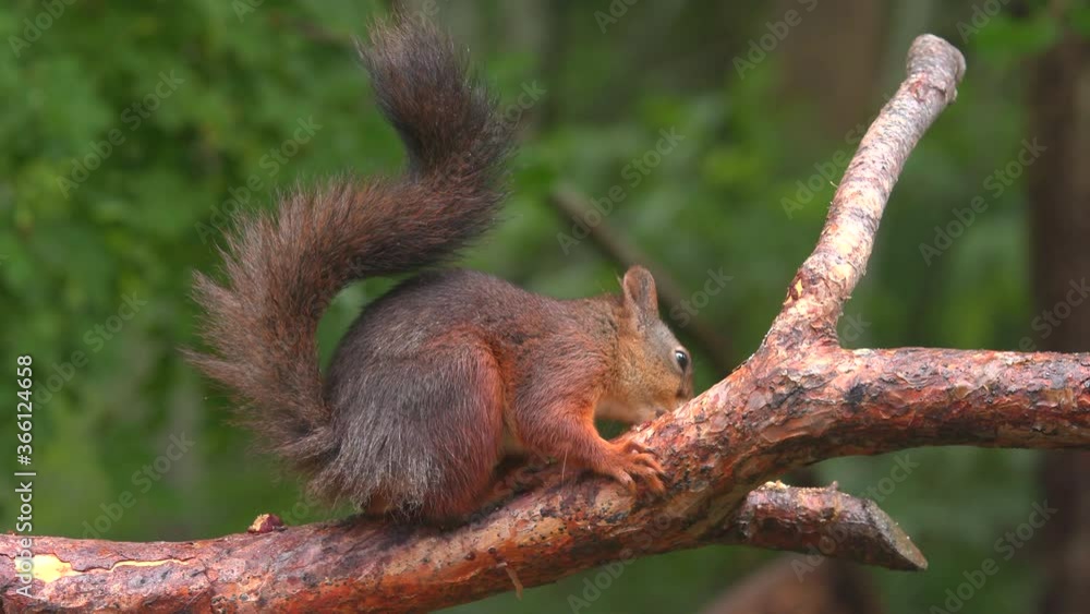 red squirrel animal feed on hazelnut old tree trunk side view green background red squirrel animal feed on hazelnut old tree trunk side view green background