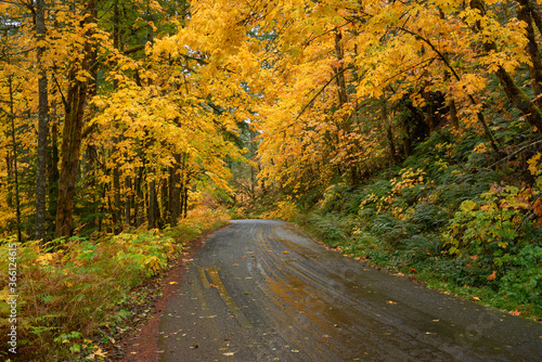 Autumn rainy day on the road in Washington state.