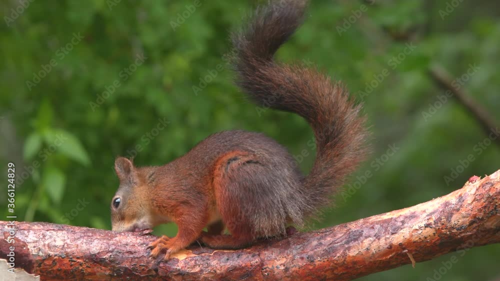 red squirrel animal feed on hazelnut old tree trunk side view green background red squirrel animal feed on hazelnut old tree trunk side view green background