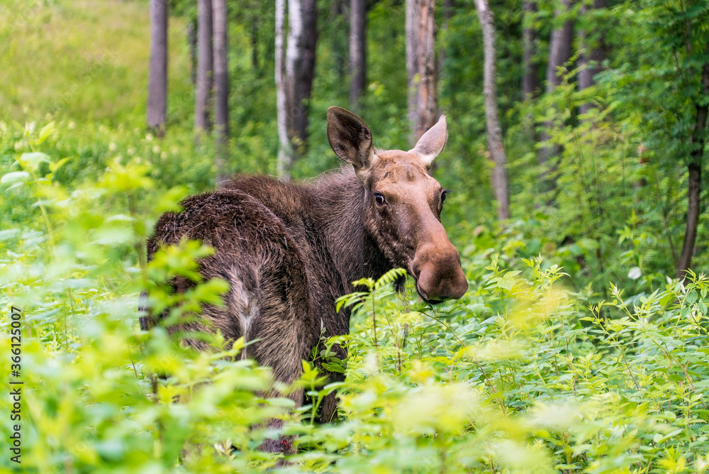 Elk in the forest in the long grass looks back. Elk in the forest in the long grass looks back.