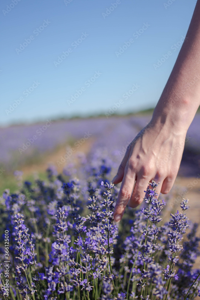 Fototapeta lavender field in sun day