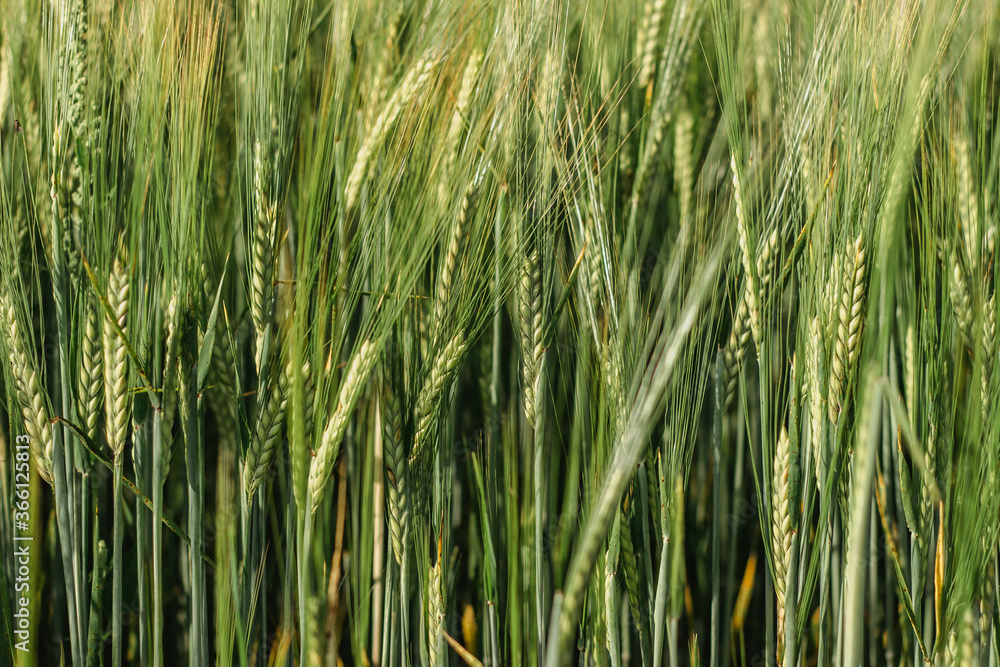 Green wheat field close up. Spring countryside scenery. Beautiful nature landscape. Juicy fresh ears of young green wheat.Free space for text. Agriculture scene. Abstract blurred background Green wheat field close up. Spring countryside scenery. Beautiful nature landscape. Juicy fresh ears of young green wheat.Free space for text. Agriculture scene. Abstract blurred background