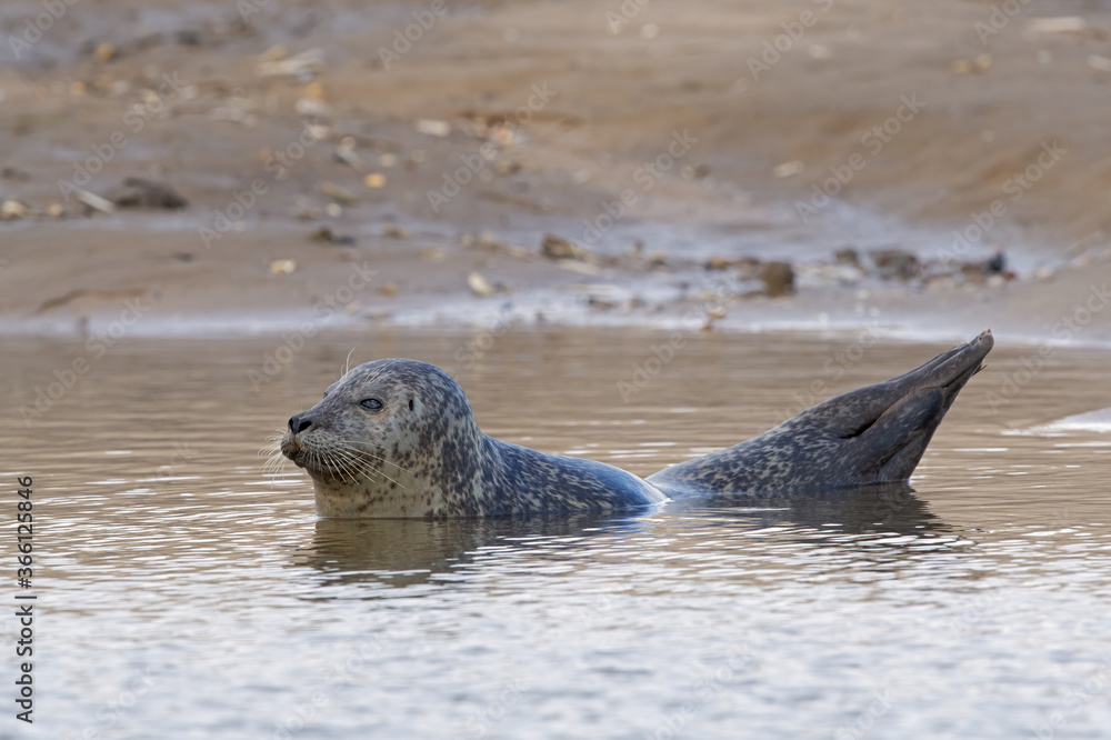 Obraz premium Harbour Seal (Phoca vitulina) on the Norfolk coast