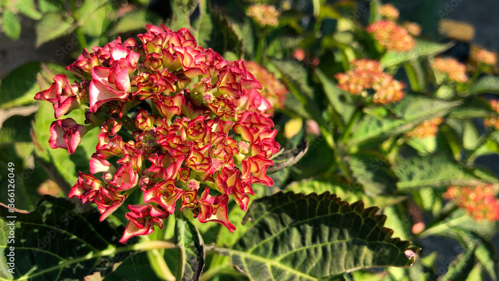 Hydrangea in early flower with red mop head in early summer, United Kingdom Hydrangea in early flower with red mop head in early summer, United Kingdom