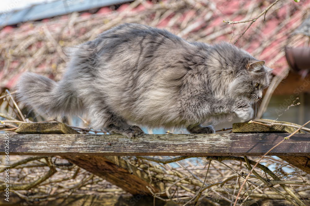 A fluffy long-haired, smoky-grey cat with yellow eyes walks in the branches of trees in nature and curiously explores the thickets. A fluffy long-haired, smoky-grey cat with yellow eyes walks in the branches of trees in nature and curiously explores the thickets.