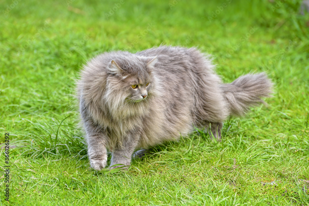 A fluffy long-haired, smoky-grey cat with yellow eyes walks on green grass at sunny spring day.
