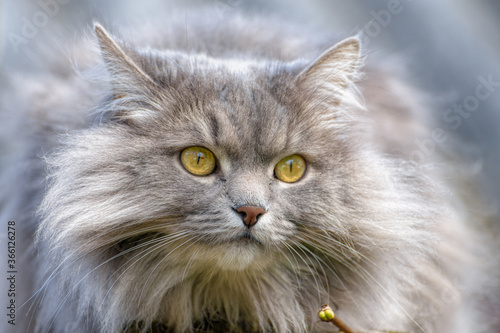 Close-up portrait of a fluffy long-haired, smoky-grey cat with yellow eyes.