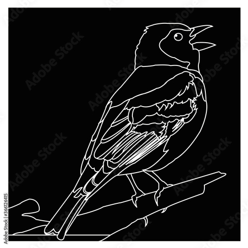 Pajarillo 4