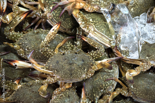 live crabs on the counter fish market