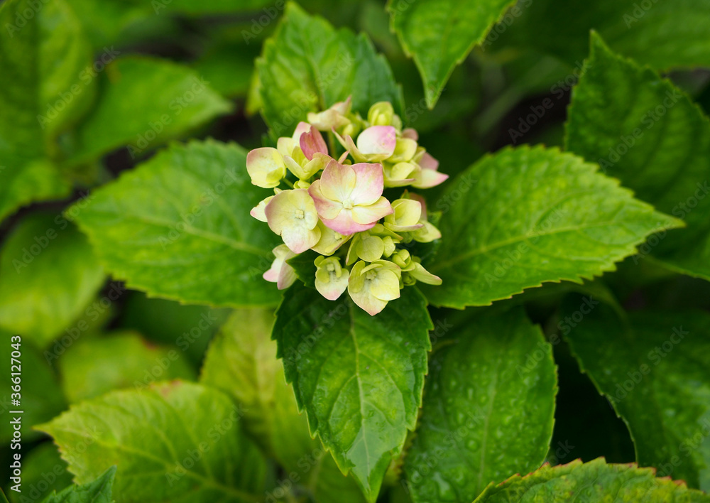 Inflorescence of young hydrangea at the beginning of flowering against the background of leaves Inflorescence of young hydrangea at the beginning of flowering against the background of leaves